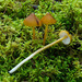 Entoloma luteum - Photo (c) tombigelow,  זכויות יוצרים חלקיות (CC BY-NC), הועלה על ידי tombigelow