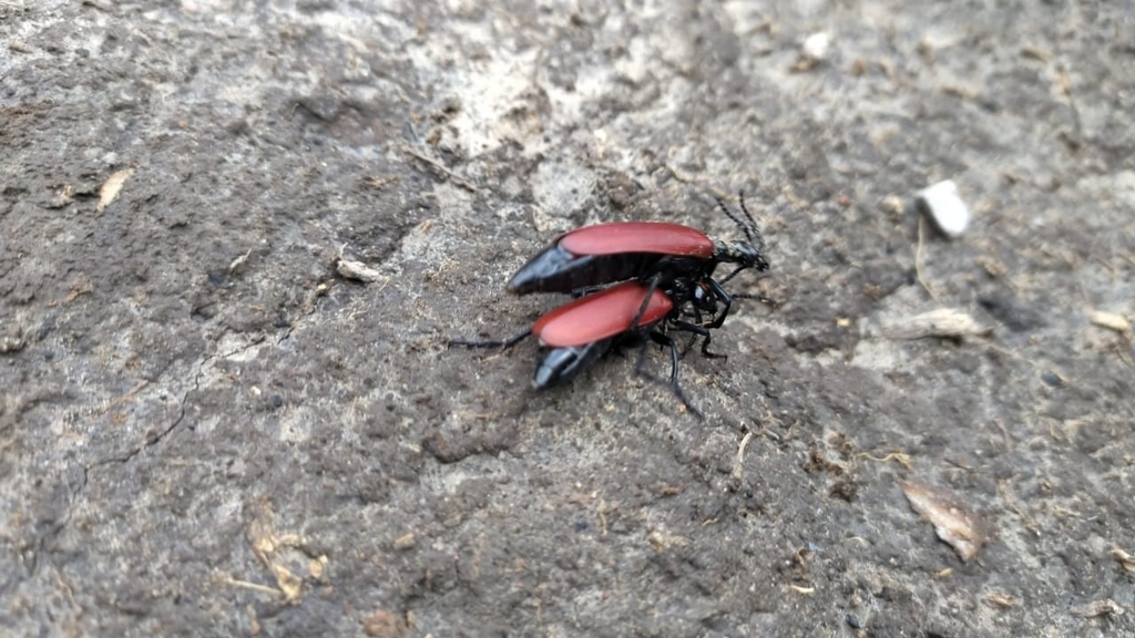 Lytta cardinalis