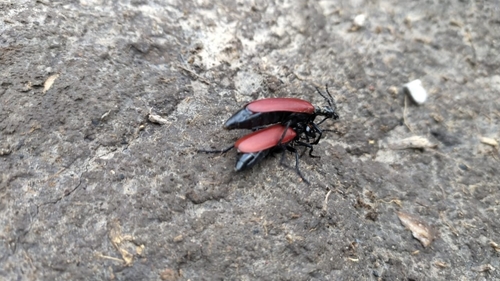Lytta cardinalis