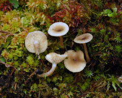 Lactarius griseus