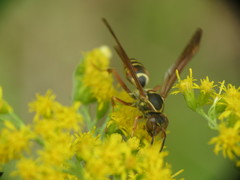 Polistes fuscatus
