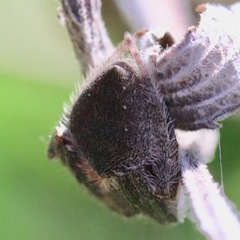 Arachnida
