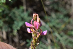 Onobrychis humilis