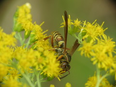Polistes fuscatus