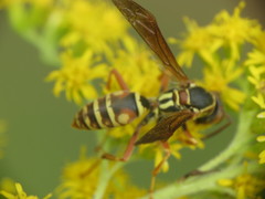 Polistes fuscatus