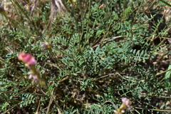 Onobrychis humilis