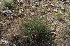 Onobrychis humilis