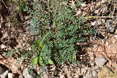 Onobrychis humilis