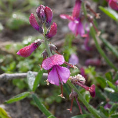 Indigofera sp-aff-platypoda