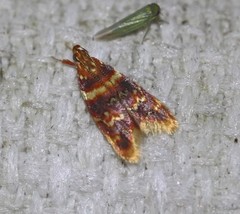 Callithauma basilica