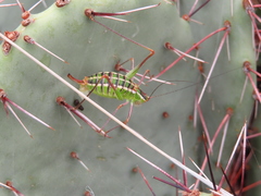 Mactruchus ischnodus