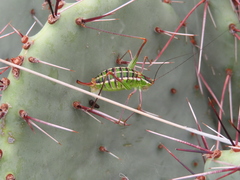 Mactruchus ischnodus