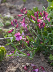 Indigofera sp-aff-platypoda