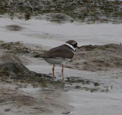 Charadrius hiaticula tundrae