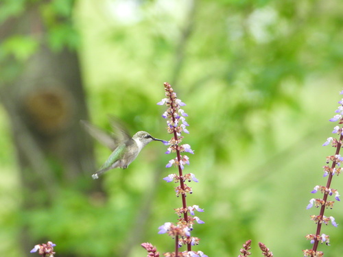 Ruby-throated Hummingbird photographed in Minnesota