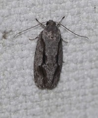 Agriophara confertella