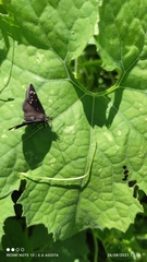 Pholisora