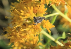 Penthobruchus germaini