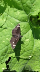 Pholisora