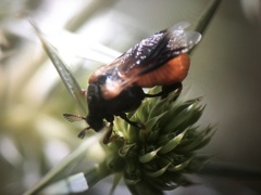 Ripiphorus subdipterus
