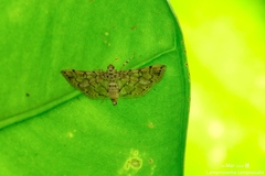 Lamprosema tampiusalis