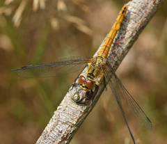 Sympetrum flaveolum