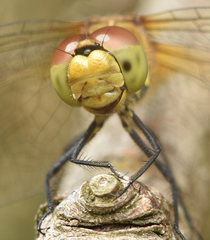 Sympetrum flaveolum