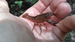 Cambarus striatus