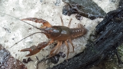 Cambarus striatus