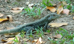 Pholidoscelis fuscatus
