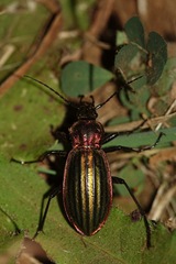 Carabus lineatus lateralis
