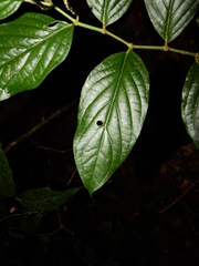 Piper glabrescens