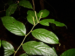 Piper glabrescens