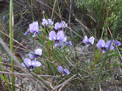 Viola decumbens decumbens