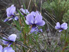 Viola decumbens decumbens