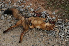 Vulpes chama