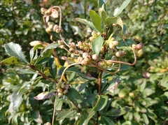 Cuscuta monogyna