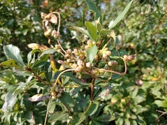 Cuscuta monogyna