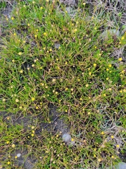 Cotula filifolia