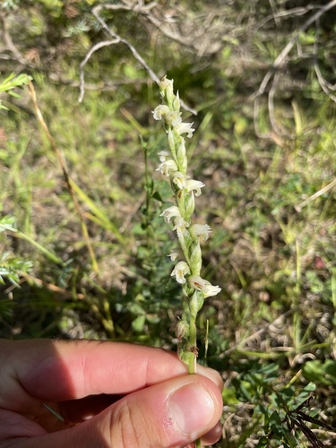 Case's lady's tresses (Spiranthes casei)