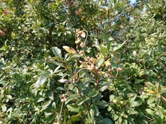 Cuscuta monogyna