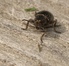 Graphops curtipennis