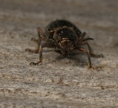 Graphops curtipennis