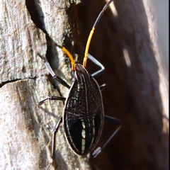 Insecta