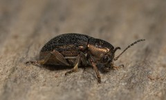 Graphops curtipennis