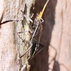 Insecta