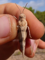 Oedipoda charpentieri