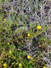 Cotula filifolia