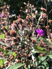 Vernonia gigantea