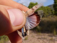 Oedipoda charpentieri